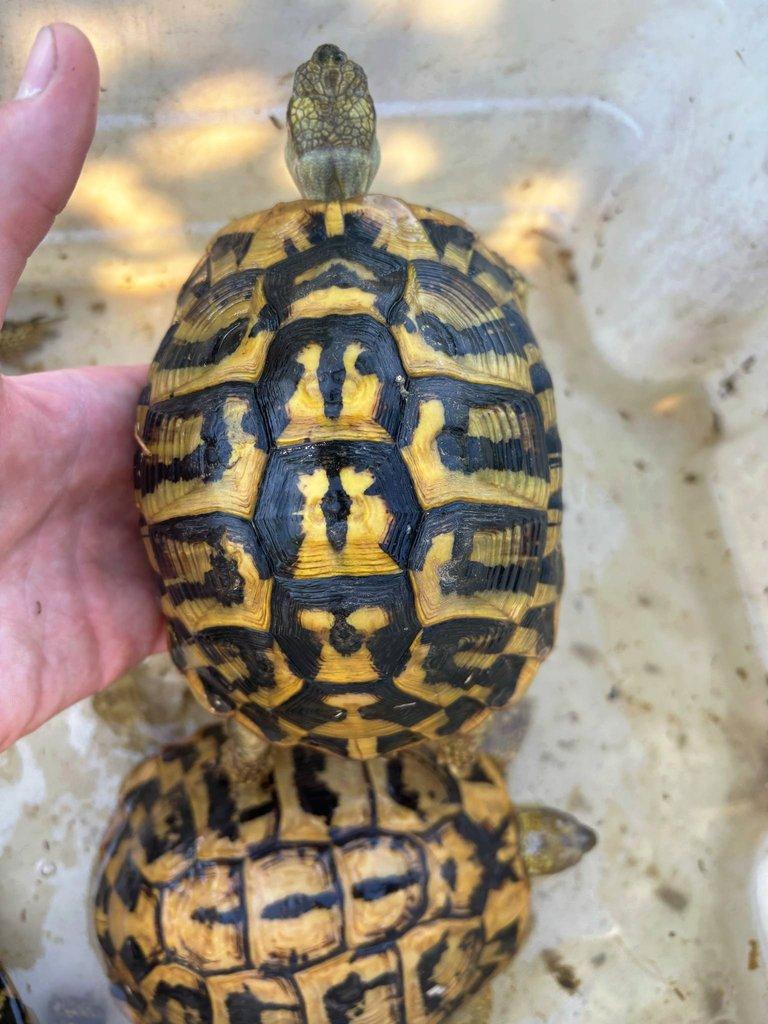 Testudo hermanni hermanni
