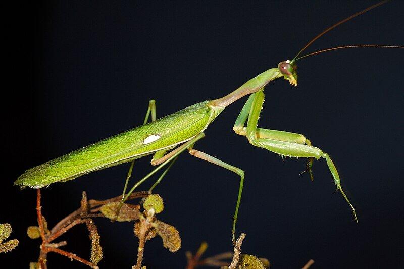 Prodám Kudlanky (Sphodromantis viridis)