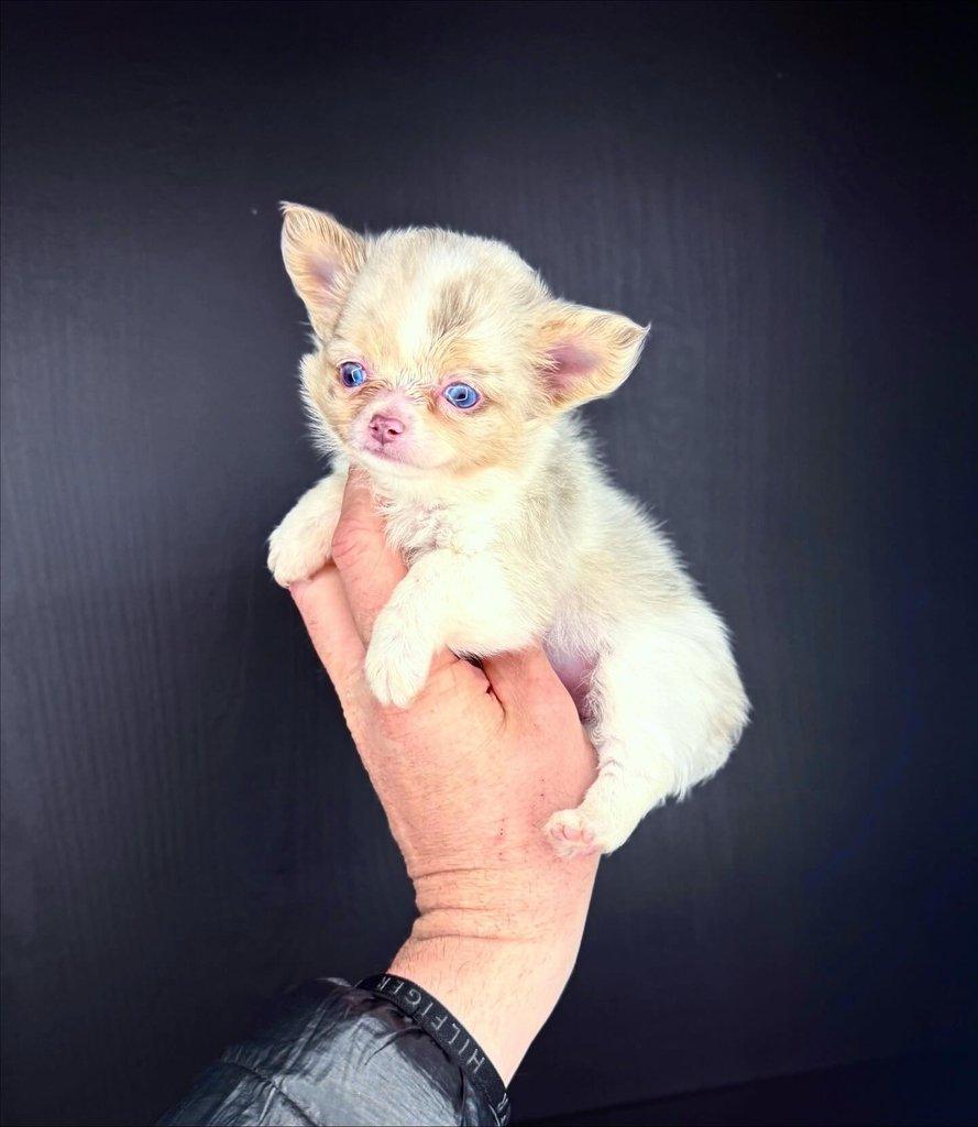 Štěňata čivavy k adopci