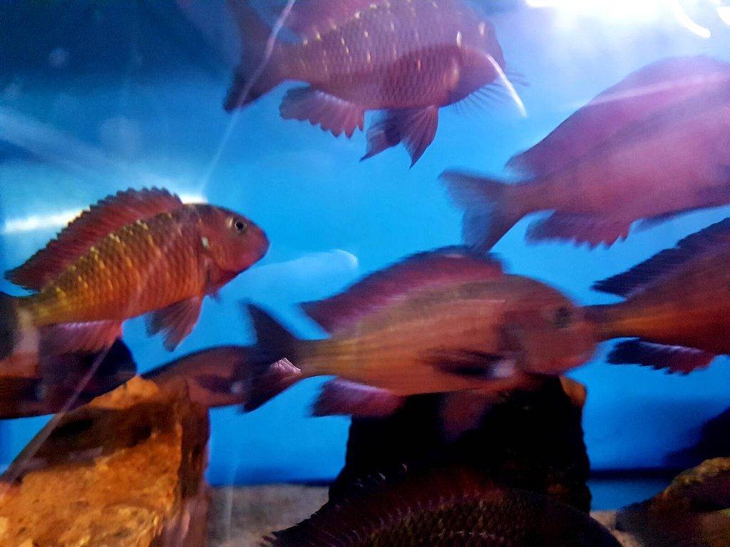 Ryby Tropheus a Cyphotilapia