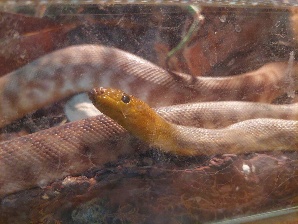 Aspidites ramsayi - woma