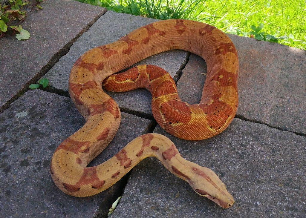 Boa imperator - Keltic VPI Sunglow, Aztec VPI Sunglow