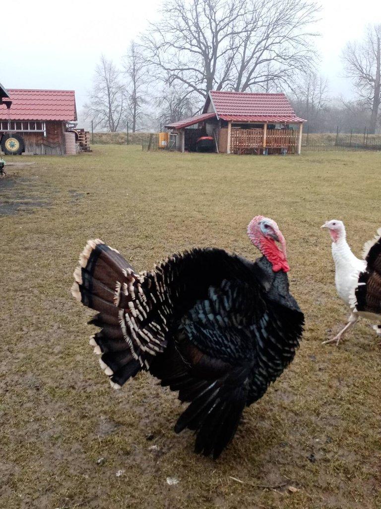 Krocan krůty české