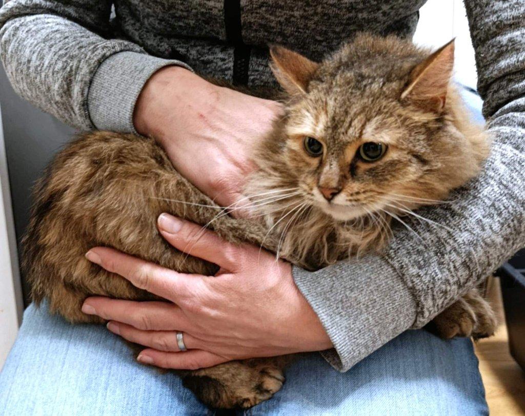 Kočička Torvi hledá nový domov