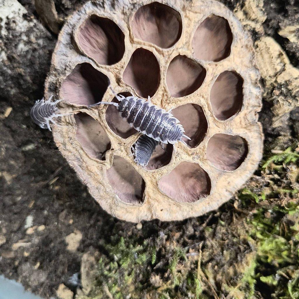 ISOPODY·STÍNKY - Fauna trhy Ostrava 15.2.