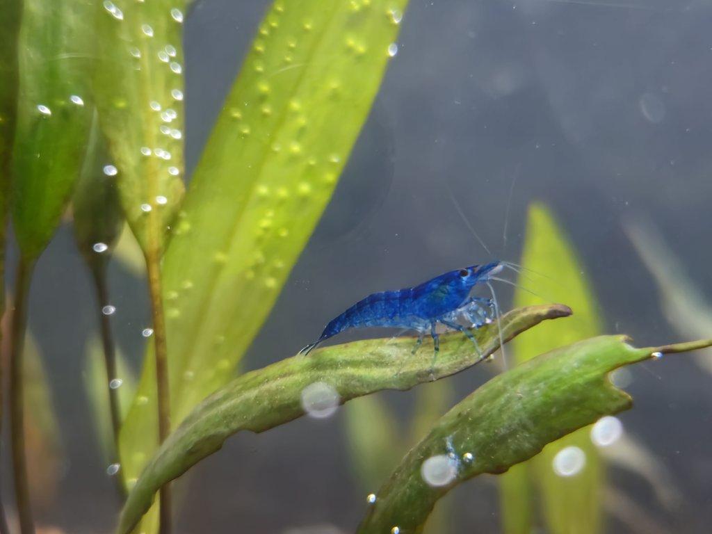 Sparťanské krevetky - nenáročné, čisté linie