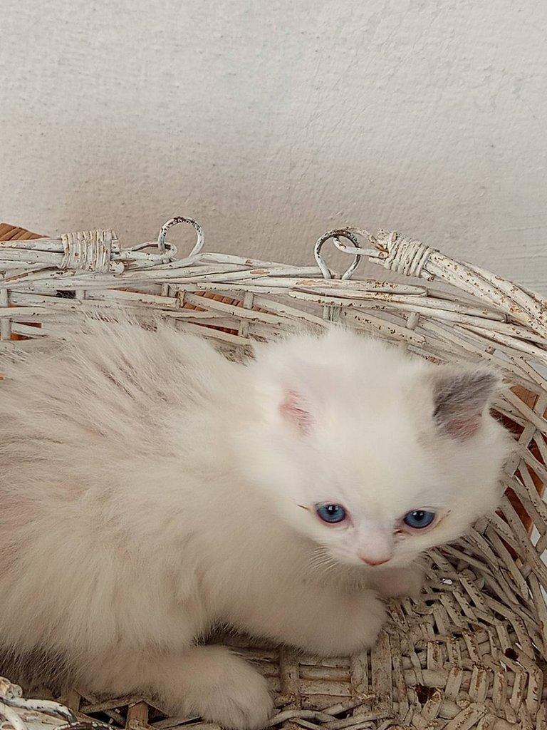 koťátko Ragdoll