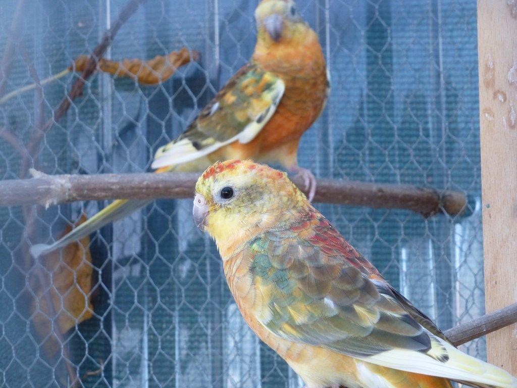 Prodám papoušek zpěvavý