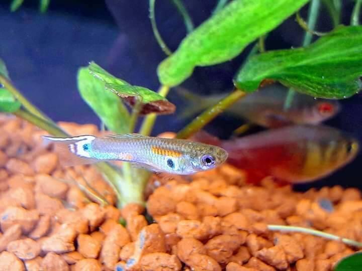 Krásné akvarijní rybičky