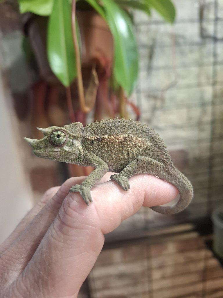 Trioceros jacksoni xantolophus NZ 24