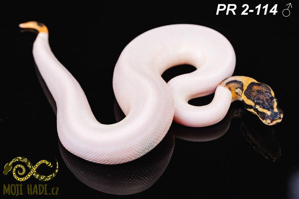 Krajta královská - Python regius