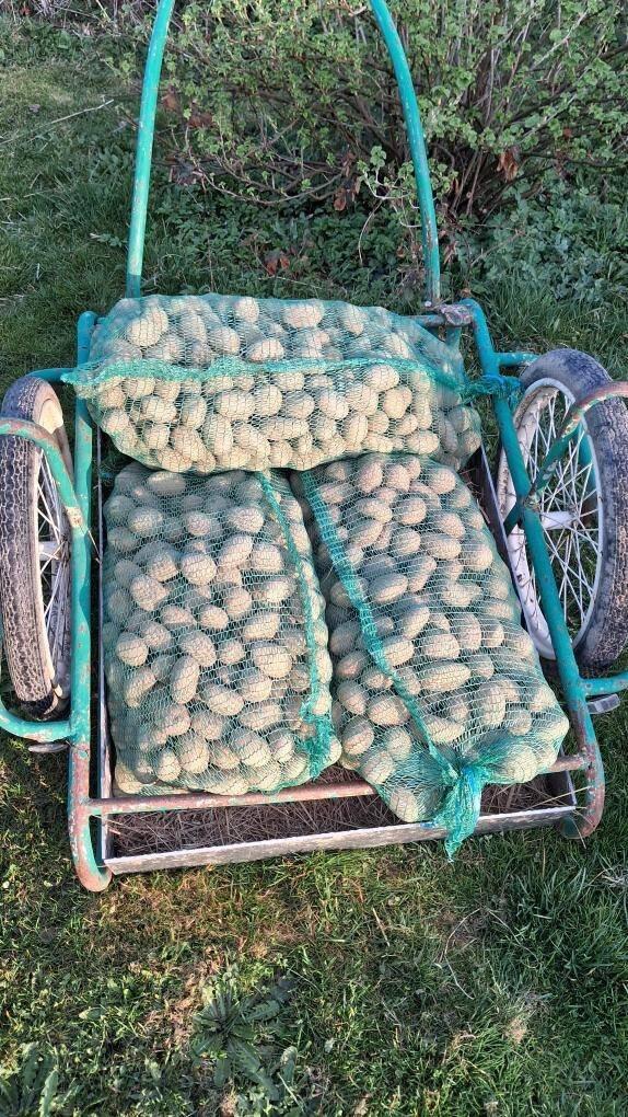 Sadbové brambory BELANA