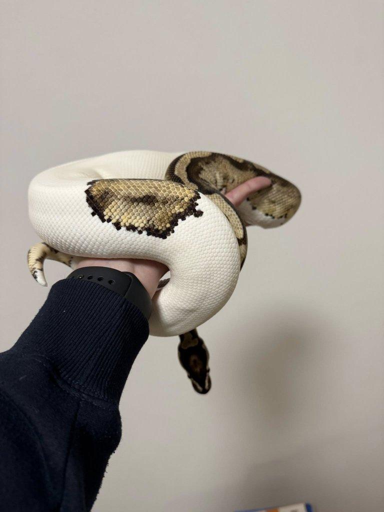 P. regius mahogany pied, pied a black pastel het pied