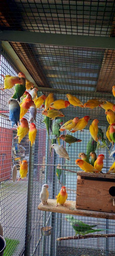 Agapornis ružohrdly opalin