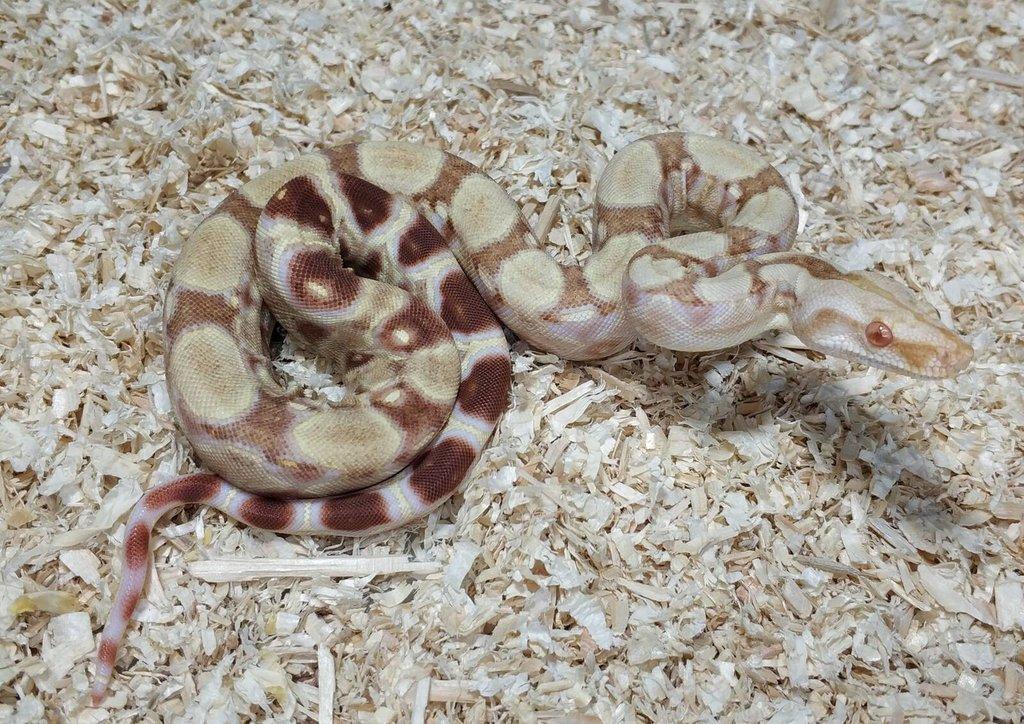 Boa imperator- Sharp Sunglow 66% het Sterling,Hypo Sterling