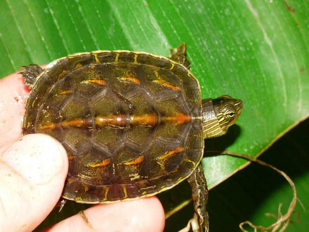 Želva čínská (Mauremys sinensis) vlastní odchov