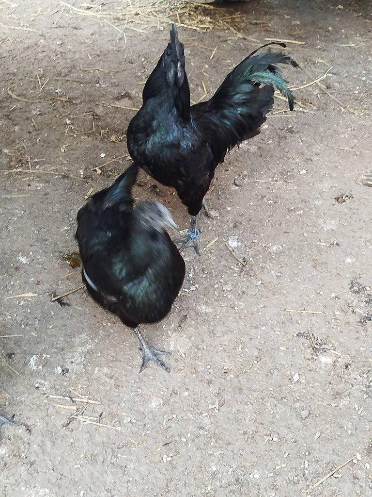 Násadová vejce Ayam Cemani