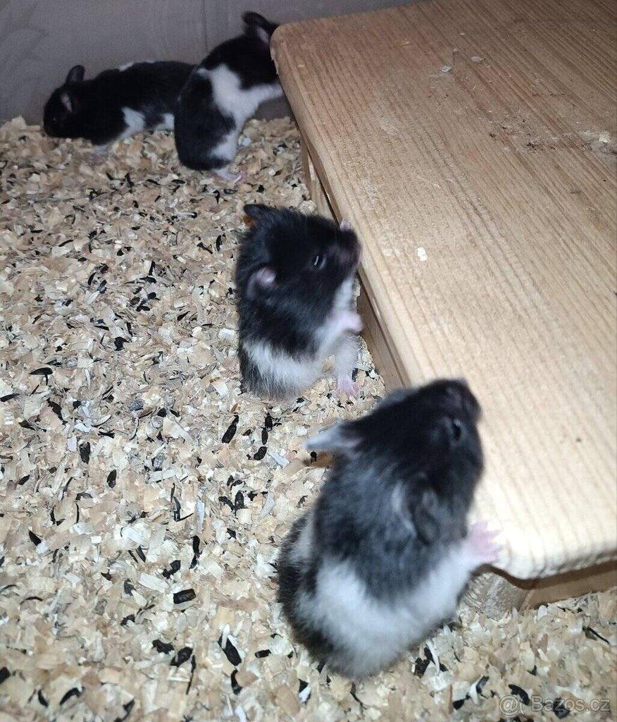 Křeček syrský (zlatý, panda)