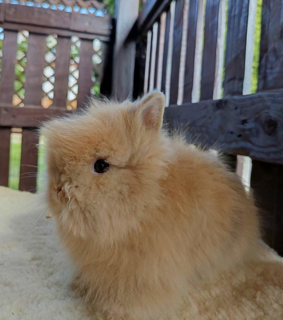 Zakrslý Teddy králíčci