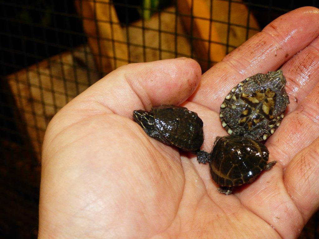 Klapavka obecná (Sternotherus odoratus)