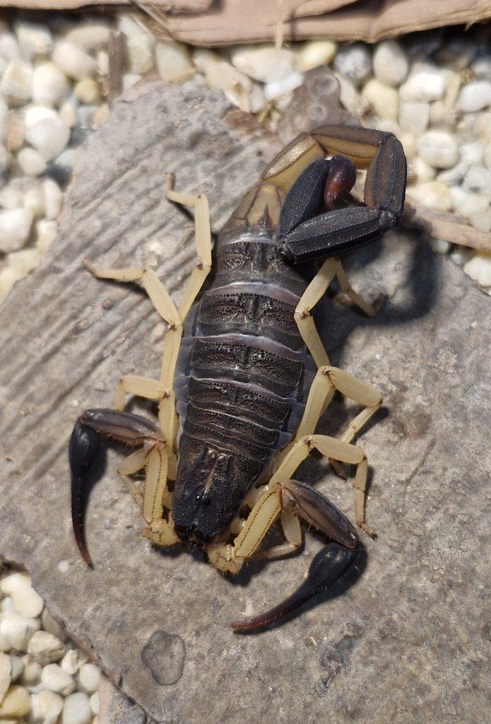 Centruroides nigrimanus