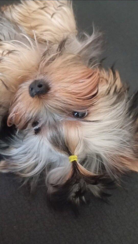 Štěňata yorkšírských teriérů s PP