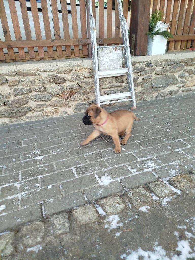 štěňata bullmastiff  bullmastIF