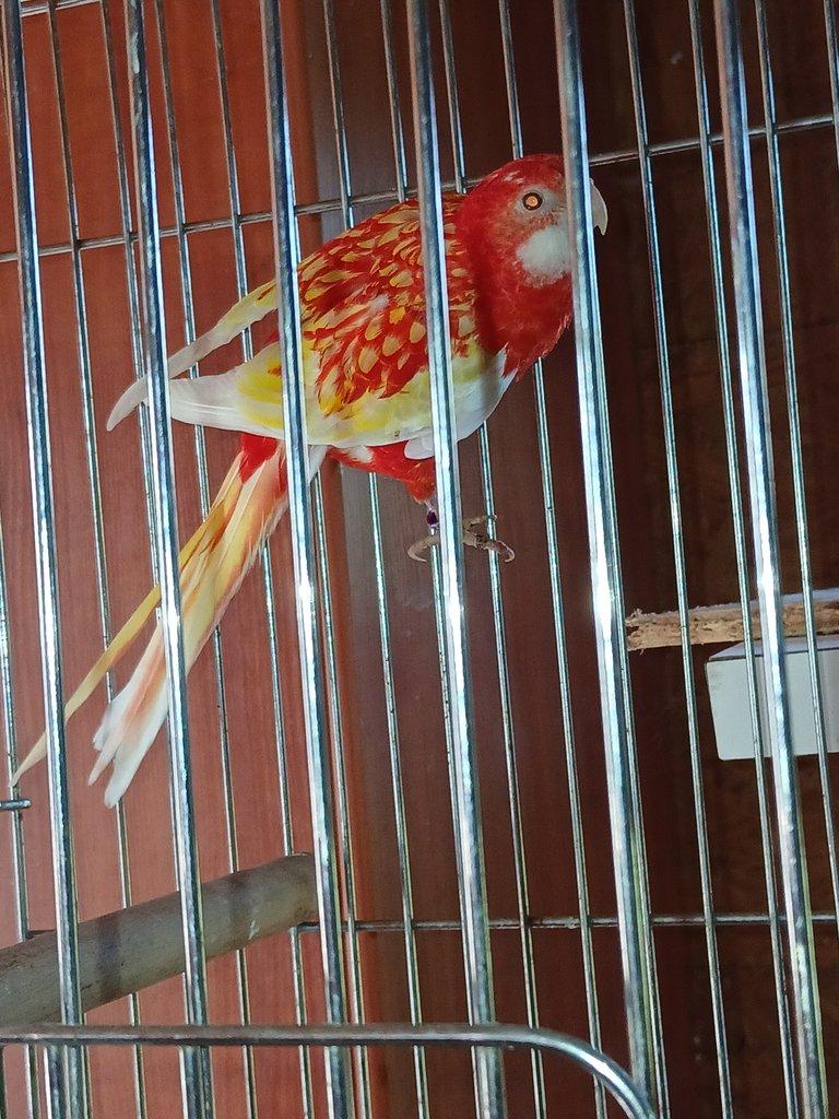 Rozela