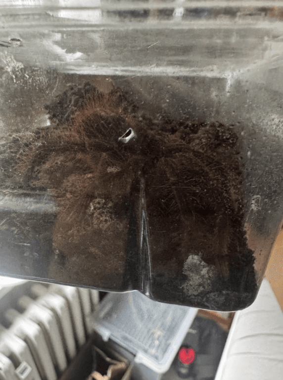 Prodám T. Stirmi (neurčený), Blondi (neurčený), Apophysis (samice)