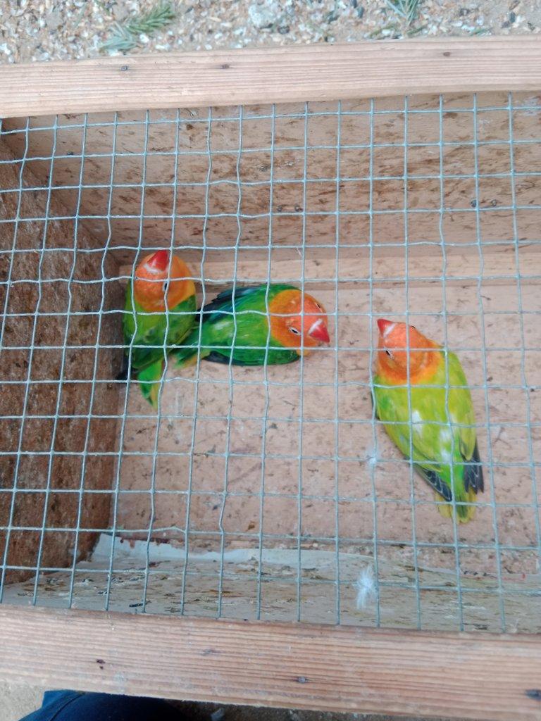 Prodám Fischer opalin