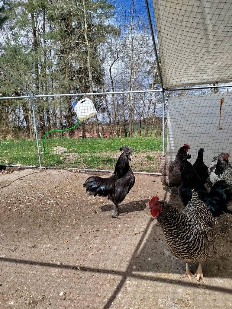 Prodám kohouta ayam cemani