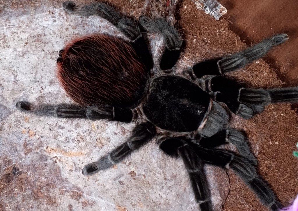 Tliltocatl Vagans - adult samice