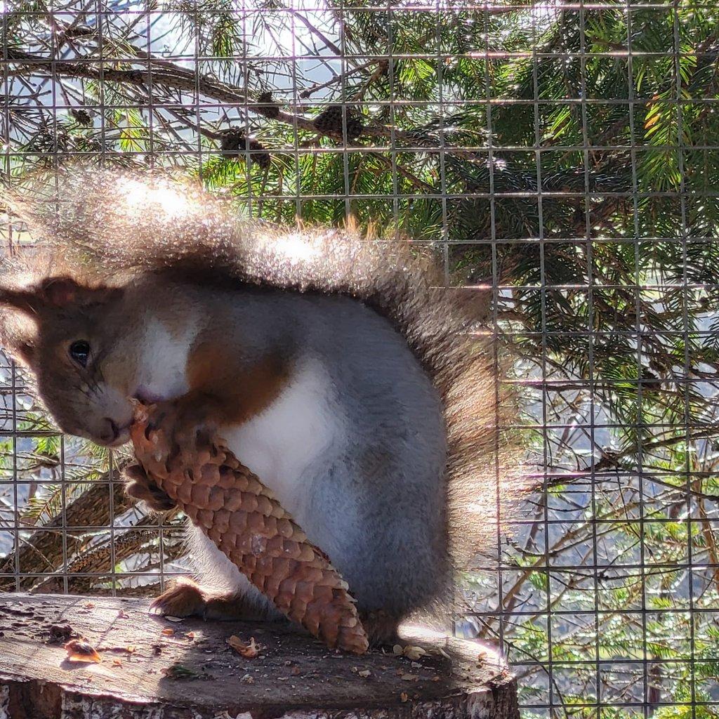 Prodám veverky Sciurus vulgaris exalbidus