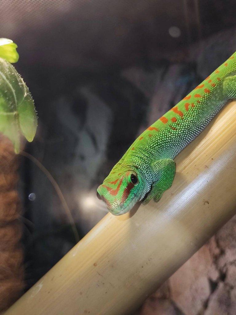 Phelsuma Grandis