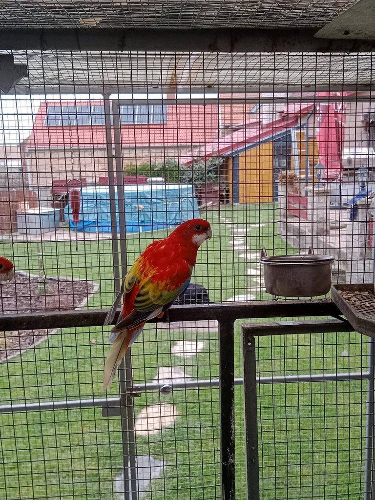 Prodám roselu gold gold opalin