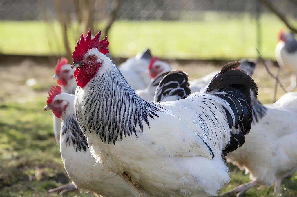 Sasexka 🥚🐣 (násadová vejce i kuřátka)