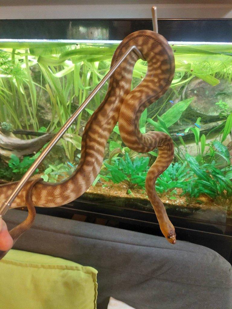 Aspidites ramsayi - woma