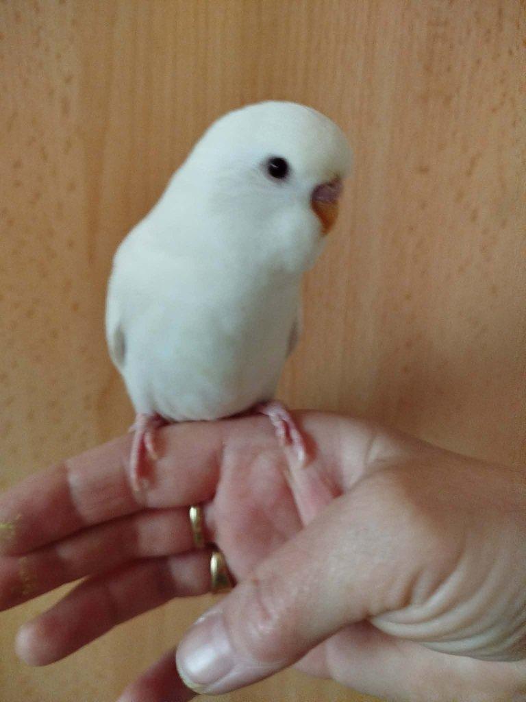 Prodám mladé andulky po vylétnutí z budky