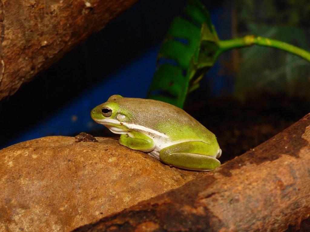 Rosnička karolínská (Hyla cinerea)