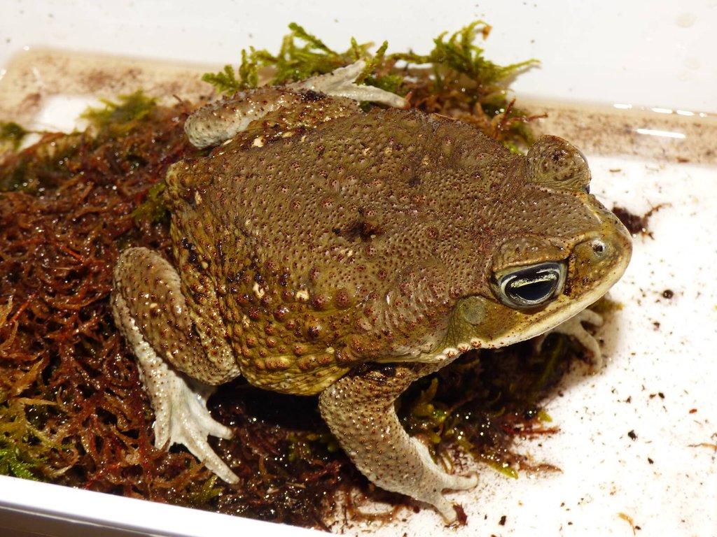 Ropucha obrovská (Rhinella marina)