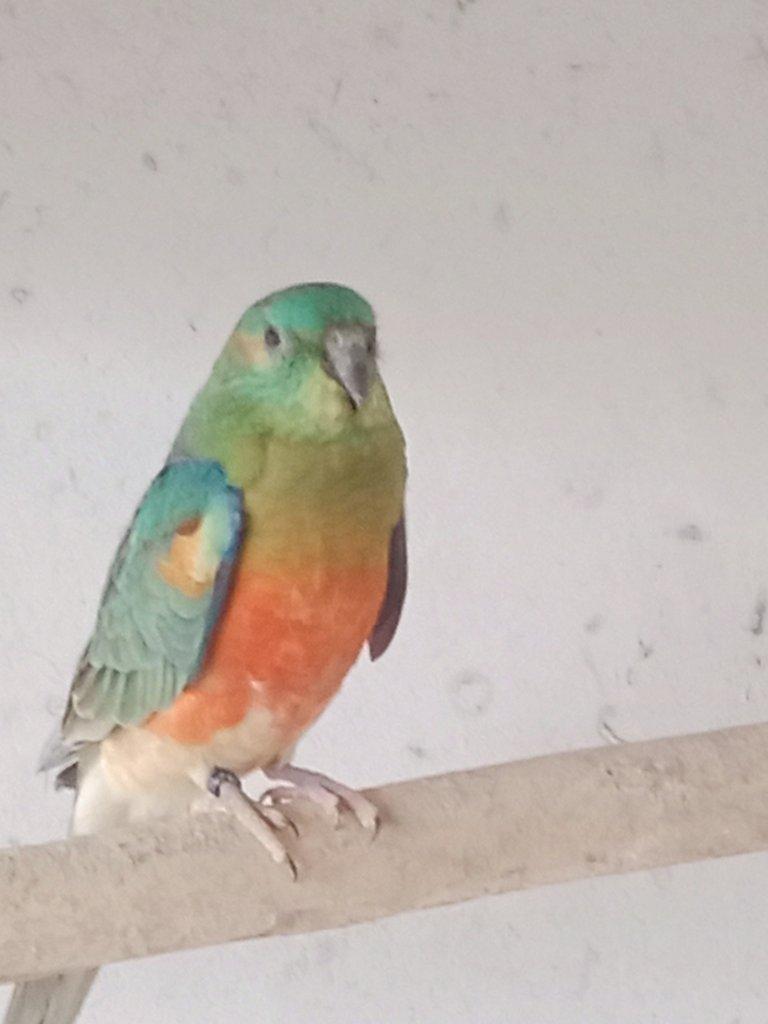 Prodám  papoušek zpěvavý