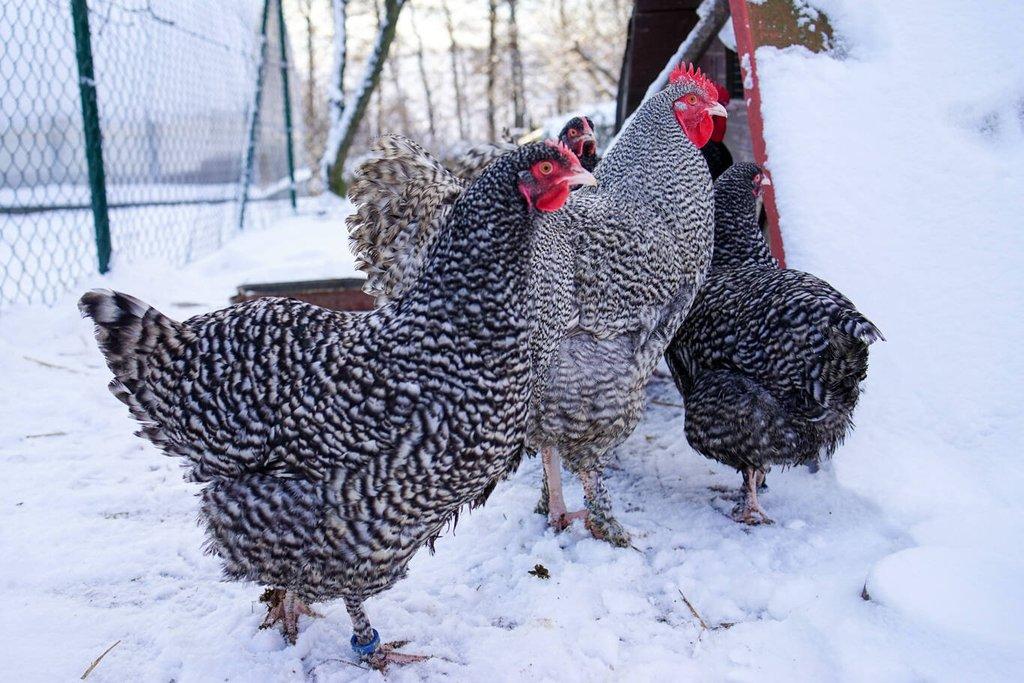 Mechelenka 🥚(násadová vejce)