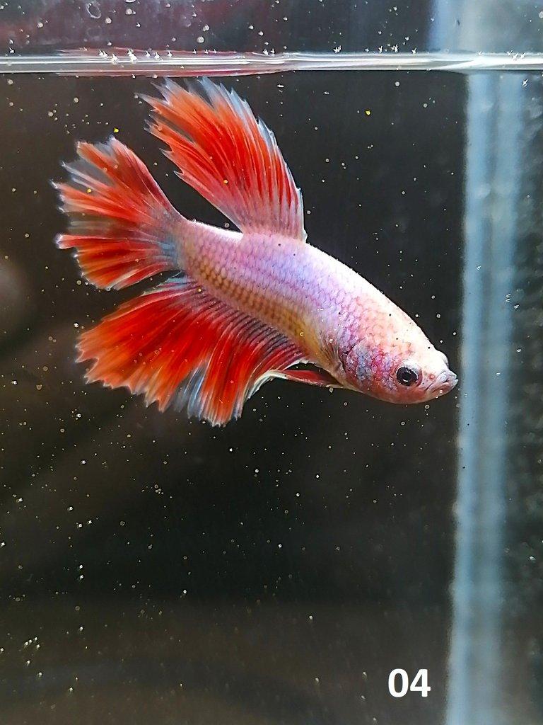 Betta Splendens - Samci