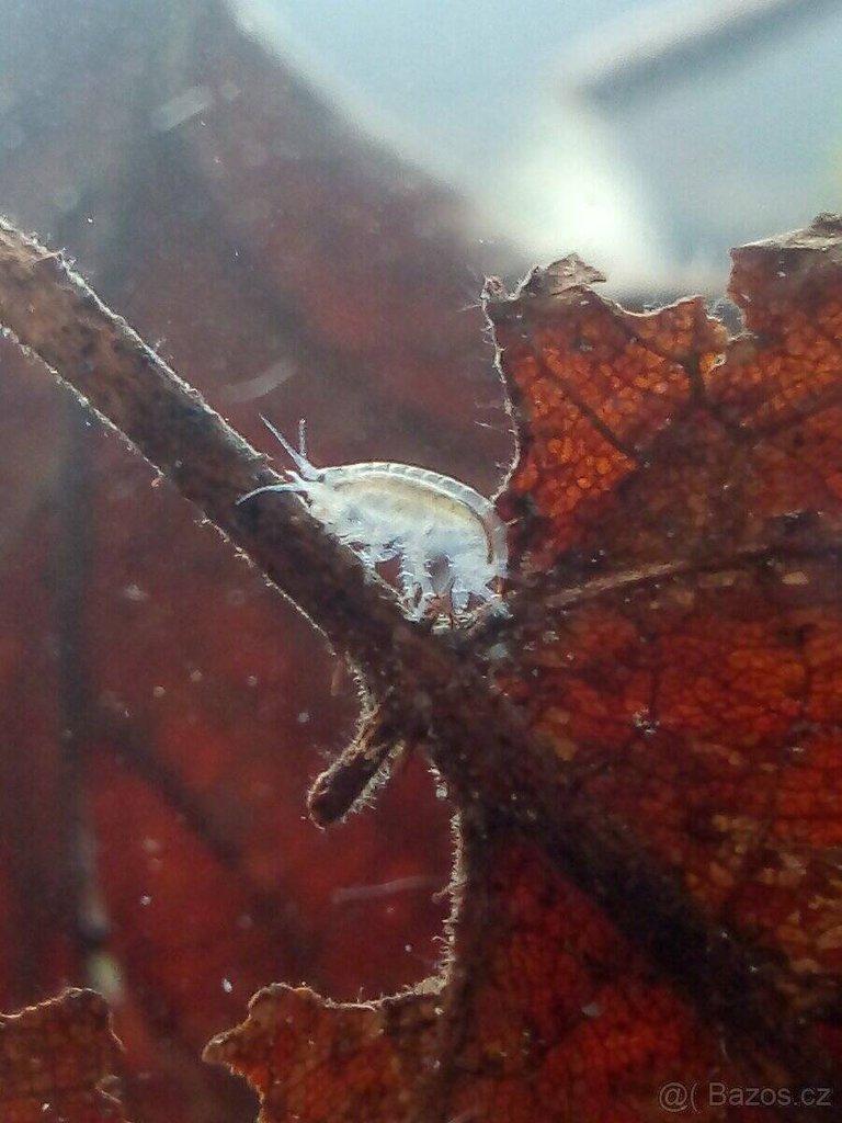 Živá potrava - mexický blešivec (gammarus)