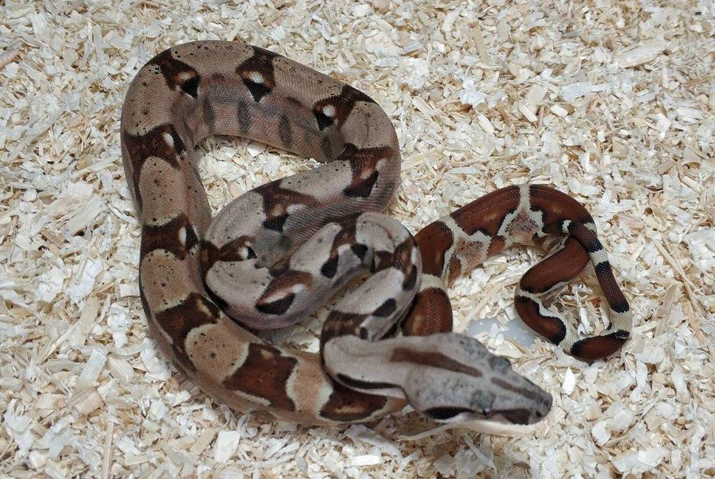 Boa imperator- Sharp Sunglow 66% het Sterling,Hypo Sterling