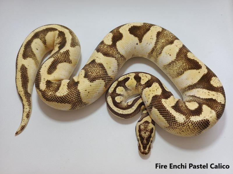 Python regius