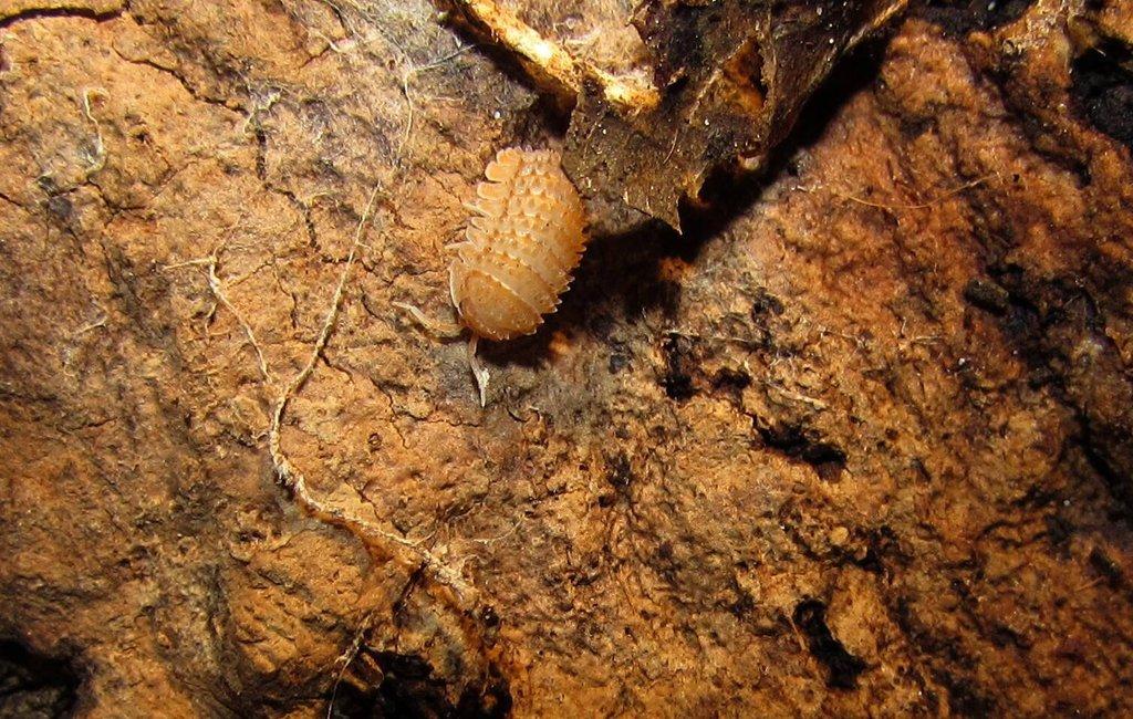 Isopody vhodné do terárií,ke krmení i hobby,chvostoskoci bílí i barevní-Živá exotika 11.4.,stůl J05