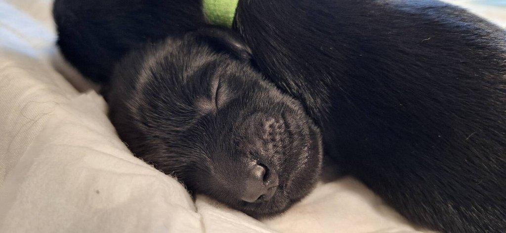 Flat Coated Retriever - štěňátka s PP + možnost výcvikových a socializačních lekcí zdarma
