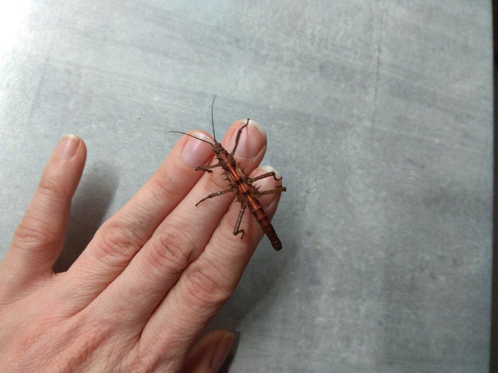 Strašilky, Pakobylky různé