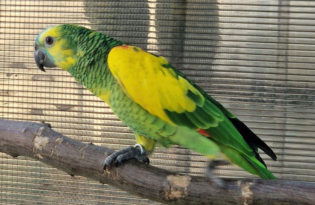 Amazona aestiva xanthopteryx